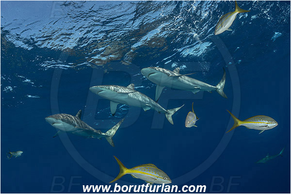 Jardines de la Reina, Cuba, Caribbean sea, Atlantic ocean, Carcharhinus falciformis, Carcharhinus, Carcharhinidae, Elasmobranchii, Silky shark, Shark, Ocyurus chrysurus, Ocyurus, Lutjanidae, Yellowtail snapper, Snapper, Fish