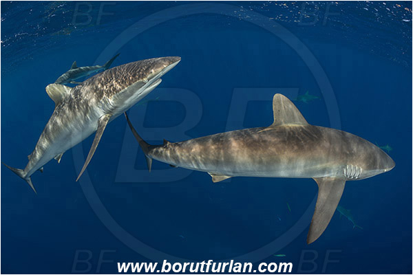 Jardines de la Reina, Cuba, Caribbean sea, Atlantic ocean, Carcharhinus falciformis, Carcharhinus, Carcharhinidae, Elasmobranchii, Silky shark, Shark, Fish