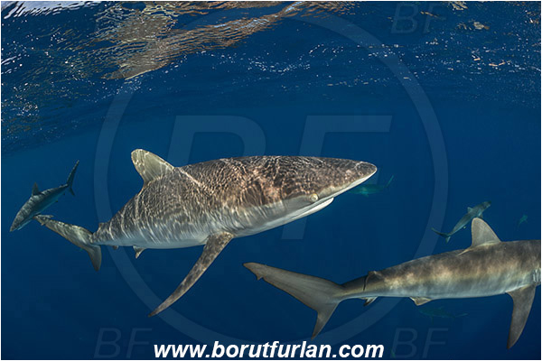 Jardines de la Reina, Cuba, Caribbean sea, Atlantic ocean, Carcharhinus falciformis, Carcharhinus, Carcharhinidae, Elasmobranchii, Silky shark, Shark, Fish