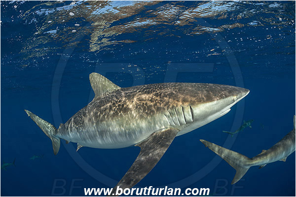 Jardines de la Reina, Cuba, Caribbean sea, Atlantic ocean, Carcharhinus falciformis, Carcharhinus, Carcharhinidae, Elasmobranchii, Silky shark, Shark, Fish