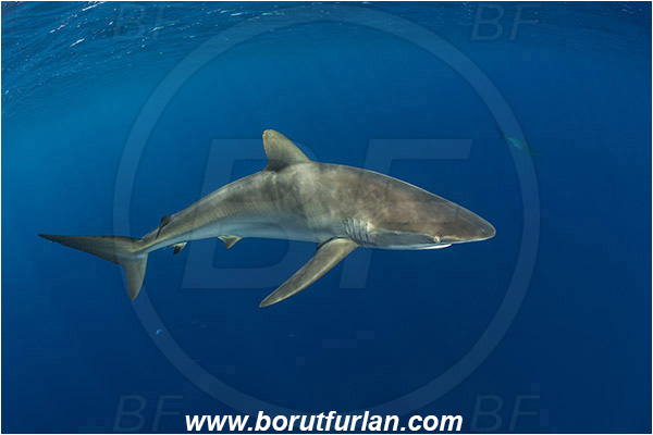 Jardines de la Reina, Cuba, Caribbean sea, Atlantic ocean, Carcharhinus falciformis, Carcharhinus, Carcharhinidae, Elasmobranchii, Silky shark, Shark, Fish