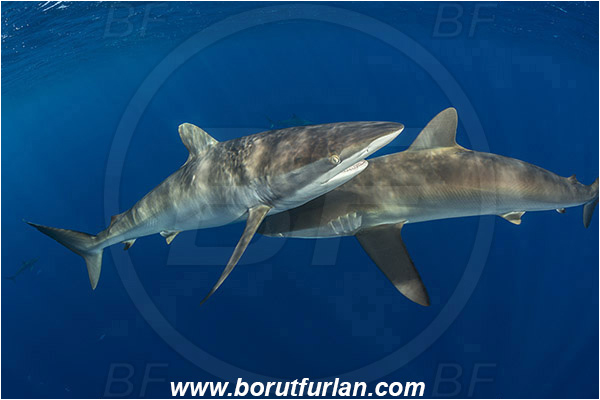 Jardines de la Reina, Cuba, Caribbean sea, Atlantic ocean, Carcharhinus falciformis, Carcharhinus, Carcharhinidae, Elasmobranchii, Silky shark, Shark, Fish