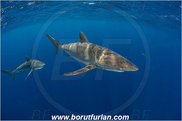 Jardines de la Reina, Cuba, Caribbean sea, Atlantic ocean, Carcharhinus falciformis, Carcharhinus, Carcharhinidae, Elasmobranchii, Silky shark, Shark, Fish
