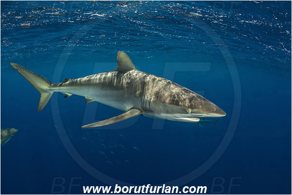 Jardines de la Reina, Cuba, Caribbean sea, Atlantic ocean, Carcharhinus falciformis, Carcharhinus, Carcharhinidae, Elasmobranchii, Silky shark, Shark, Fish