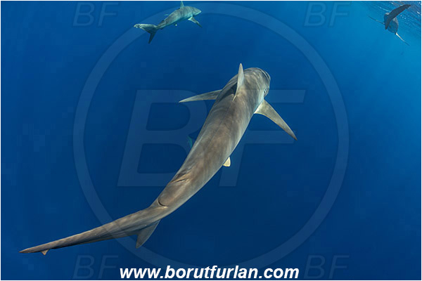 Jardines de la Reina, Cuba, Caribbean sea, Atlantic ocean, Carcharhinus falciformis, Carcharhinus, Carcharhinidae, Elasmobranchii, Silky shark, Shark, Fish, Tail