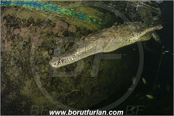 Jardines de la Reina, Cuba, Caribbean sea, Atlantic ocean, Crocodylus acutus, Crocodylus, Crocodylidae, Reptilia, Reptilian, American crocodile, Crocodile, Boat