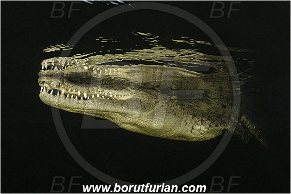Jardines de la Reina, Cuba, Caribbean sea, Atlantic ocean, Crocodylus acutus, Crocodylus, Crocodylidae, Reptilia, Reptilian, American crocodile, Crocodile, Surface, Reflection, Portrait