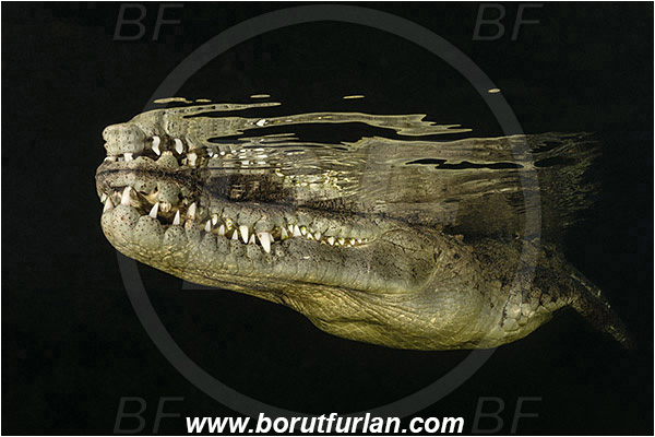 Jardines de la Reina, Cuba, Caribbean sea, Atlantic ocean, Crocodylus acutus, Crocodylus, Crocodylidae, Reptilia, Reptilian, American crocodile, Crocodile, Surface, Reflection, Portrait