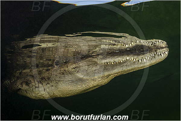 Jardines de la Reina, Cuba, Caribbean sea, Atlantic ocean, Crocodylus acutus, Crocodylus, Crocodylidae, Reptilia, Reptilian, American crocodile, Crocodile, Surface, Reflection, Abstract