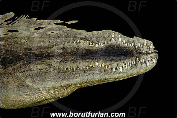 Jardines de la Reina, Cuba, Caribbean sea, Atlantic ocean, Crocodylus acutus, Crocodylus, Crocodylidae, Reptilia, Reptilian, American crocodile, Crocodile, Surface, Reflection, Portrait, Abstract