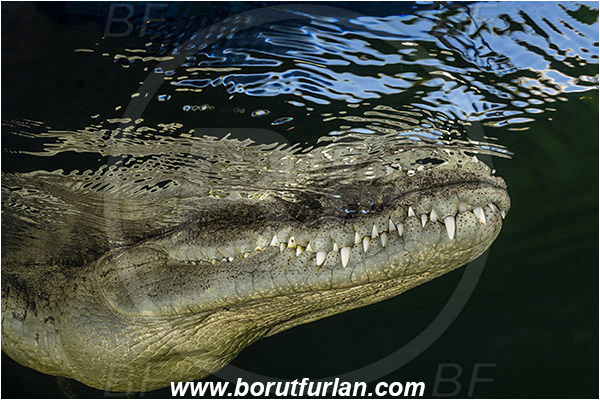 Jardines de la Reina, Cuba, Caribbean sea, Atlantic ocean, Crocodylus acutus, Crocodylus, Crocodylidae, Reptilia, Reptilian, American crocodile, Crocodile, Surface, Reflection, Portrait