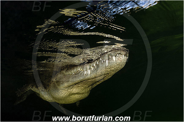 Jardines de la Reina, Cuba, Caribbean sea, Atlantic ocean, Crocodylus acutus, Crocodylus, Crocodylidae, Reptilia, Reptilian, American crocodile, Crocodile, Surface, Reflection, Portrait