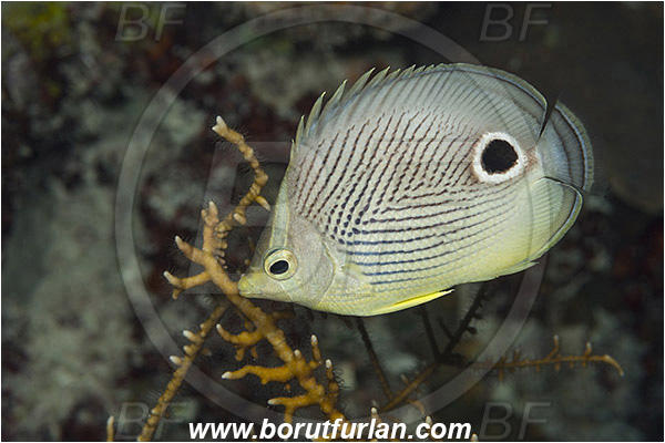 Jardines de la Reina, Cuba, Caribbean sea, Atlantic ocean, Chaetodon capistratus, Chaetodon, Chaetodontidae, Foureye butterflyfish, Butterflyfish, Fish