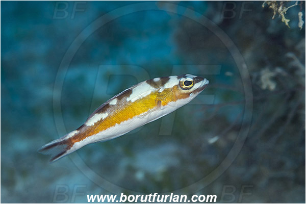 Jardines de la Reina, Cuba, Caribbean sea, Atlantic ocean, Serranus tabacarius, Serranus, Serranidae, Tobaccofish, Grouper, Fish