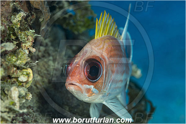 Jardines de la Reina, Cuba, Caribbean sea, Atlantic ocean, Holocentrus adscensionis, Holocentrus, Holocentridae, Squirrelfish, Soldierfish, Fish