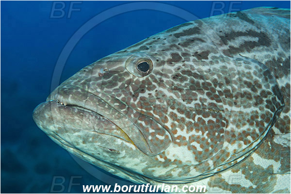 Jardines de la Reina, Cuba, Caribbean sea, Atlantic ocean, Mycteroperca bonaci, Mycteroperca, Serranidae, Black grouper, Grouper, Fish, Reef