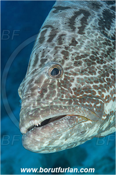 Jardines de la Reina, Cuba, Caribbean sea, Atlantic ocean, Mycteroperca bonaci, Mycteroperca, Serranidae, Black grouper, Grouper, Fish, Reef