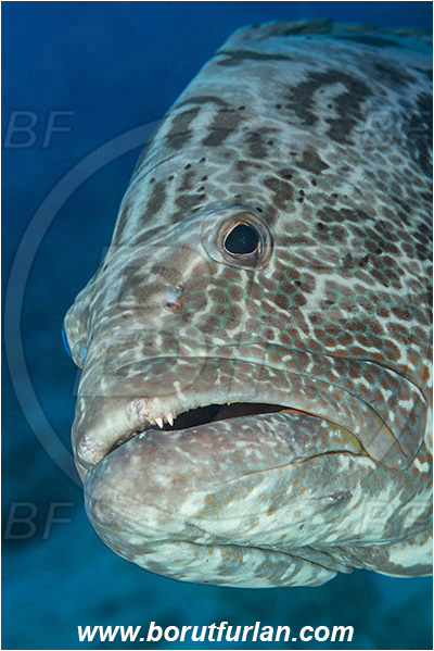 Jardines de la Reina, Cuba, Caribbean sea, Atlantic ocean, Mycteroperca bonaci, Mycteroperca, Serranidae, Black grouper, Grouper, Fish, Reef