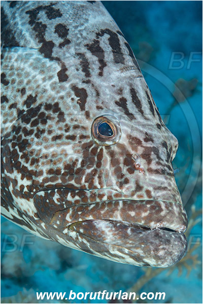 Jardines de la Reina, Cuba, Caribbean sea, Atlantic ocean, Mycteroperca bonaci, Mycteroperca, Serranidae, Black grouper, Grouper, Fish, Reef