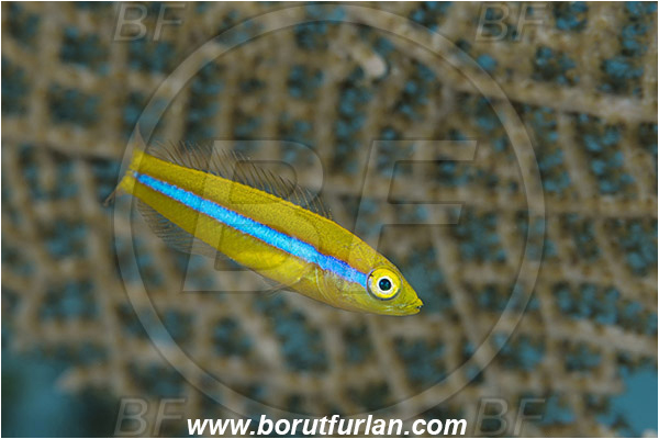 Jardines de la Reina, Cuba, Caribbean sea, Atlantic ocean, Halichoeres garnoti, Halichoeres, Labridae, Yellowhead wrasse, Wrasse, Fish, Juvenile