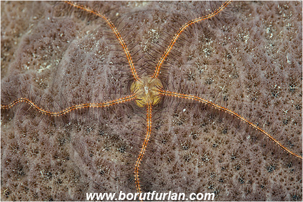 Jardines de la Reina, Cuba, Caribbean sea, Atlantic ocean, Ophiothrix (Acanthophiothrix) suensoni, Ophiothrix, Ophiotrichidae, Sponge brittle star, Brittlestar, Ophiuroidea, Echinodermata, Echinoderm