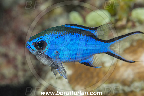 Jardines de la Reina, Cuba, Caribbean sea, Atlantic ocean, Chromis cyanea, Chromis, Pomacentridae, Blue chromis, Damselfish, Fish, Parasitic isopod, Parasite, Isopod, Malacostraca, Crustacea, Crustacean, Parasitism