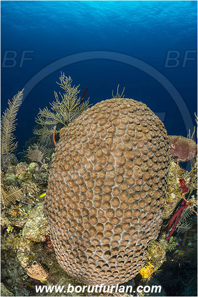 Jardines de la Reina, Cuba, Caribbean sea, Atlantic ocean, Montastraea cavernosa, Montastraea, Montastraeidae, Anthozoa, Cnidaria, Cnidarian, Great star coral, Coral, Reef