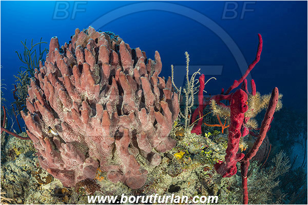 Jardines de la Reina, Cuba, Caribbean sea, Atlantic ocean, Aplysina cauliformis, Aplysina, Aplysinidae, Row pore rope sponge, Xestospongia muta, Xestospongia, Petrosiidae, Giant Barrel Sponge, Sponge, Porifera, Reef