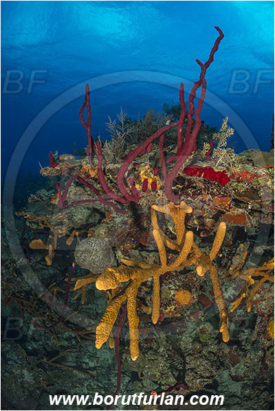 Jardines de la Reina, Cuba, Caribbean sea, Atlantic ocean, Aplysina fulva, Aplysina cauliformis, Row pore rope sponge, Aplysina, Aplysinidae, Scattered pore rope sponge, Sponge, Porifera, Reef