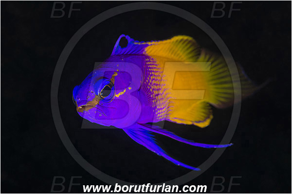 Jardines de la Reina, Cuba, Caribbean sea, Atlantic ocean, Gramma loreto, Gramma, Grammatidae, Royal gramma, Fairy Basslet, Fish