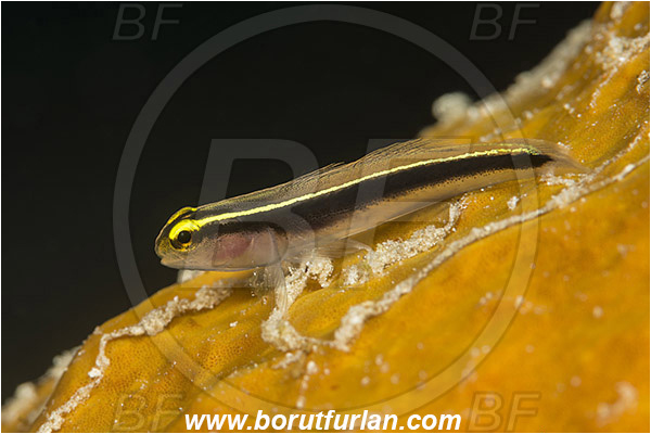 Jardines de la Reina, Cuba, Caribbean sea, Atlantic ocean, Elacatinus horsti, Elacatinus, Gobiidae, Yellowline goby, Goby, Fish
