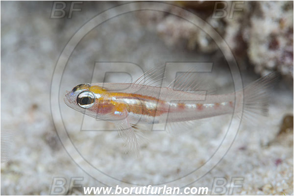 Jardines de la Reina, Cuba, Caribbean sea, Atlantic ocean, Coryphopterus personatus, Coryphopterus, Gobiidae, Masked goby, Goby, Fish