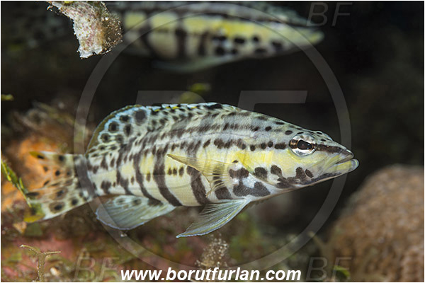 Jardines de la Reina, Cuba, Caribbean sea, Atlantic ocean, Serranus tigrinus, Serranus, Serranidae, Harlequin bass, Grouper, Fish