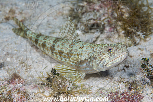 Jardines de la Reina, Cuba, Caribbean sea, Atlantic ocean, Trachinocephalus myops, Trachinocephalus, Synodontidae, Snakefish, Lizardfish, Fish