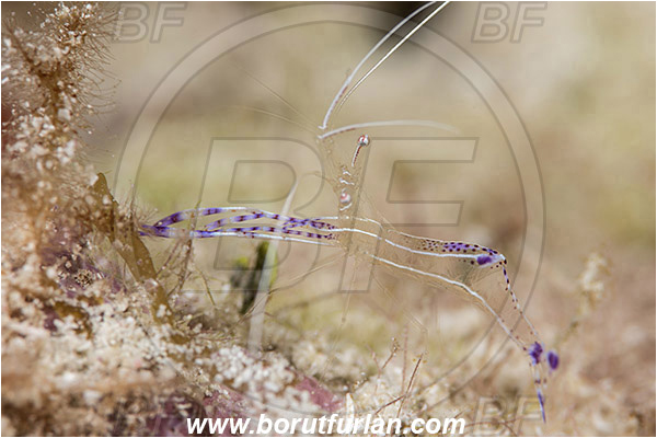Jardines de la Reina, Cuba, Caribbean sea, Atlantic ocean, Ancylomenes pedersoni, Ancylomenes, Palaemonidae, Decapoda, Crustacea, Crustacean, Pederson Anemone Shrimp, Cleaner Shrimp, Shrimp