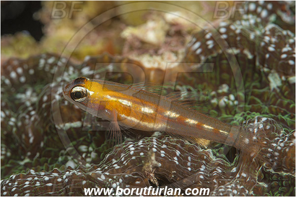Jardines de la Reina, Cuba, Caribbean sea, Atlantic ocean, Coryphopterus personatus, Coryphopterus, Gobiidae, Masked goby, Goby, Fish