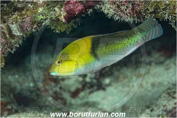 Jardines de la Reina, Cuba, Caribbean sea, Atlantic ocean, Halichoeres garnoti, Halichoeres, Labridae, Yellowhead wrasse, Wrasse, Fish