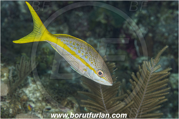 Jardines de la Reina, Cuba, Caribbean sea, Atlantic ocean, Ocyurus chrysurus, Ocyurus, Lutjanidae, Yellowtail snapper, Snapper, Fish