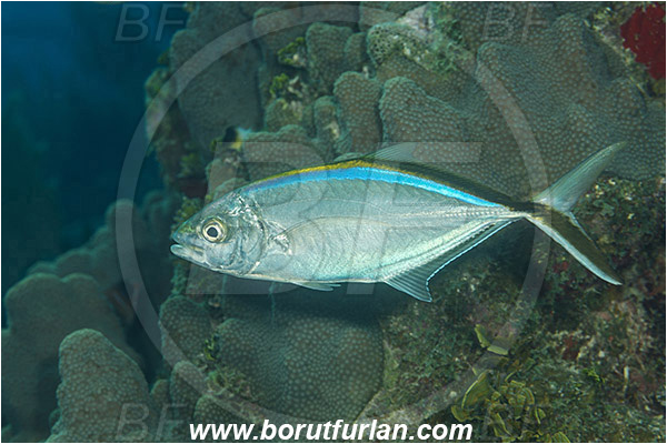 Jardines de la Reina, Cuba, Caribbean sea, Atlantic ocean, Caranx ruber, Caranx, Carangidae, Bar jack, Trevally, Jack, Fish