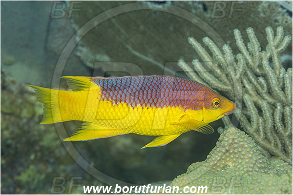 Jardines de la Reina, Cuba, Caribbean sea, Atlantic ocean, Bodianus rufus, Bodianus, Labridae, Spanish hogfish, Hogfish, Wrasse, Fish