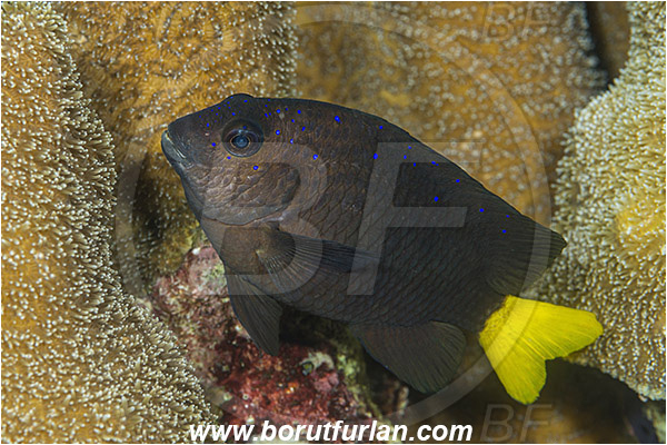 Jardines de la Reina, Cuba, Caribbean sea, Atlantic ocean, Microspathodon chrysurus, Microspathodon, Pomacentridae, Yellowtail damselfish, Damselfish, Fish