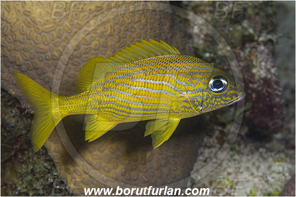Jardines de la Reina, Cuba, Caribbean sea, Atlantic ocean, Haemulon flavolineatum, Haemulon, Haemulidae, French grunt, Grunt, Fish