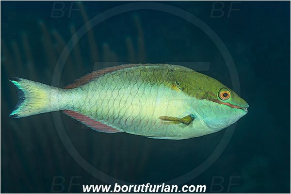 Jardines de la Reina, Cuba, Caribbean sea, Atlantic ocean, Sparisoma aurofrenatum, Sparisoma, Scaridae, Redband Parrotfish, Parrotfish, Fish