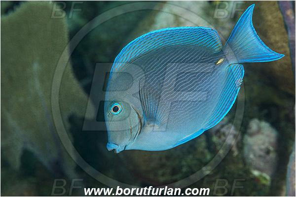 Jardines de la Reina, Cuba, Caribbean sea, Atlantic ocean, Acanthurus coeruleus, Acanthurus, Acanthuridae, Blue tang, Surgeonfish, Fish