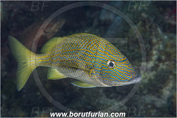 Jardines de la Reina, Cuba, Caribbean sea, Atlantic ocean, Haemulon plumierii, Haemulon, Haemulidae, White grunt, Grunt, Fish