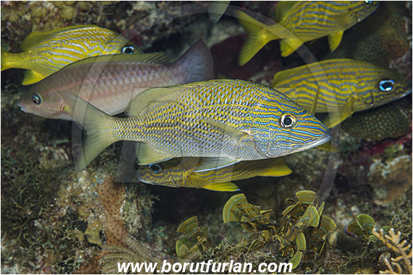 Jardines de la Reina, Cuba, Caribbean sea, Atlantic ocean, Haemulon plumierii, Haemulon, Haemulidae, White grunt, Grunt, Fish