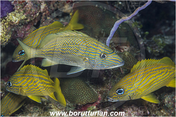 Jardines de la Reina, Cuba, Caribbean sea, Atlantic ocean, Haemulon plumierii, Haemulon, Haemulidae, White grunt, Grunt, Fish