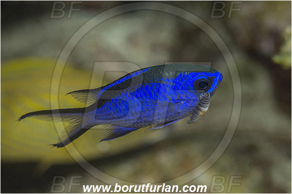 Jardines de la Reina, Cuba, Caribbean sea, Atlantic ocean, Chromis cyanea, Chromis, Pomacentridae, Blue chromis, Damselfish, Fish, Parasitic isopod, Parasite, Isopod, Malacostraca, Crustacea, Crustacean, Parasitism