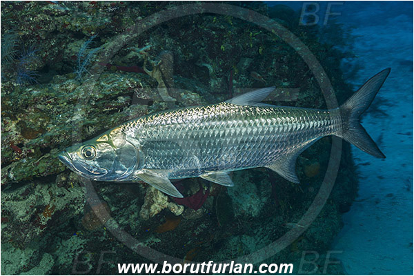 Jardines de la Reina, Cuba, Caribbean sea, Atlantic ocean, Megalops atlanticus, Megalops, Megalopidae, Atlantic tarpon, Tarpon, Fish