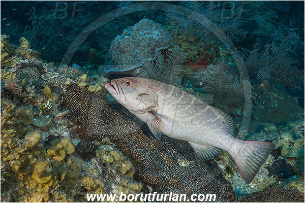 Jardines de la Reina, Cuba, Caribbean sea, Atlantic ocean, Mycteroperca tigris, Mycteroperca, Serranidae, Tiger grouper, Grouper, Fish